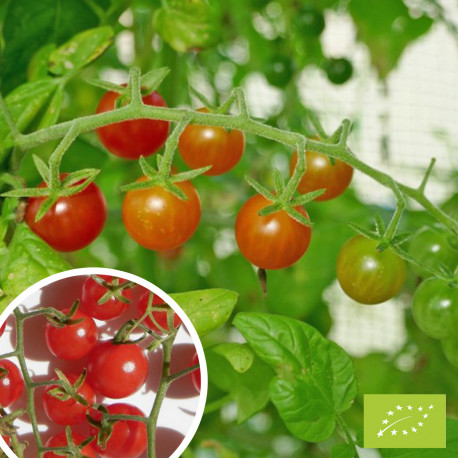 Nos graines potagères de tomate Petit Moineau bio - La Bonne Graine