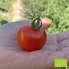 Tomate Délice des jardiniers Bio (Gardener's delight)