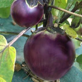 Aubergine Ronde de Valence