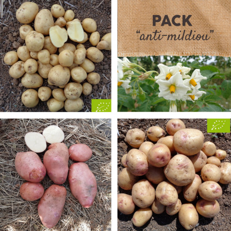 Pack Pommes de terre "anti-mildiou"