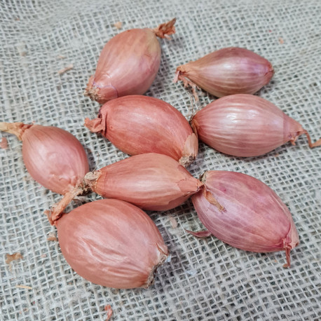 Echalote cuisse de poulet Jermor