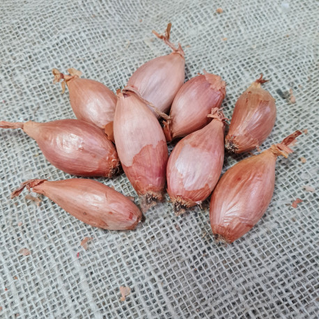 Echalote cuisse de poulet Longor 