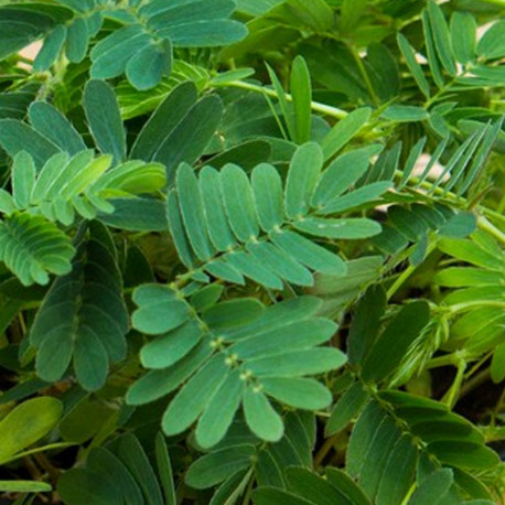 Mimosa Pudica Sensitive