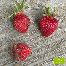 Plant de fraisier Bio Manon des fraises (godet)