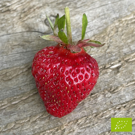 Plant de fraisier Bio Manon des fraises (godet)