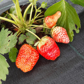Plant de fraisier  Favori (godet)
