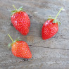 Plant de fraisier  Favori (godet)