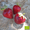 Plant de fraisier Malwina bio (godet)