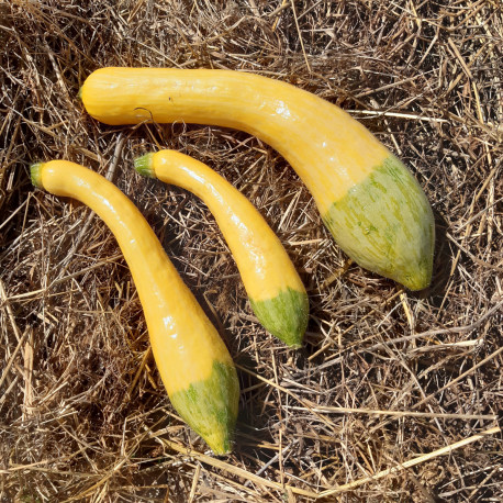 Nos graines potagères de courgette Zéphyr F1 - La Bonne Graine