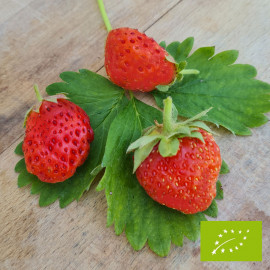 Plant de fraisier Bio Madame Moutot  (godet)