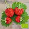Plant de fraisier Bio Favette  (godet)