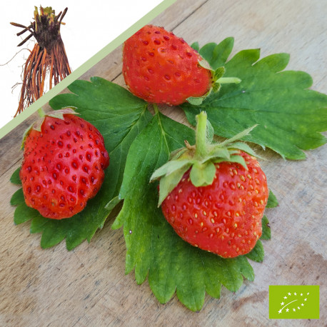 Plant de fraisier Bio Madame Moutot  (racines nues)