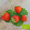 Plant de fraisier Bio Allegro (godet)