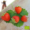 Plant de fraisier Bio Allegro (racines nues)