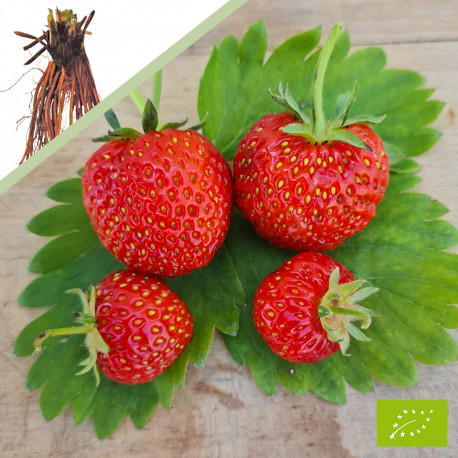 Plant de fraisier Bio Favette  (racines nues)