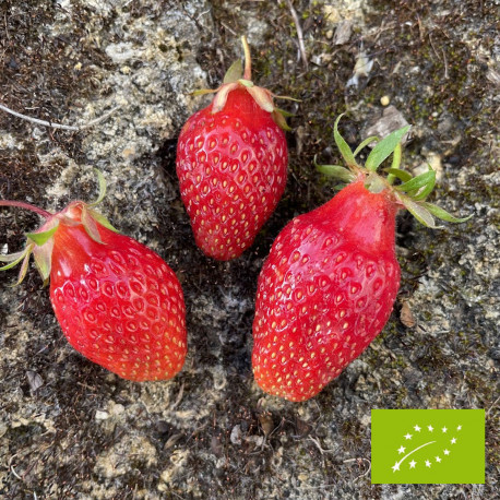 Plant de fraisier Bio Belrubi (godet)