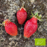 Plant de fraisier Bio Belrubi (godet)