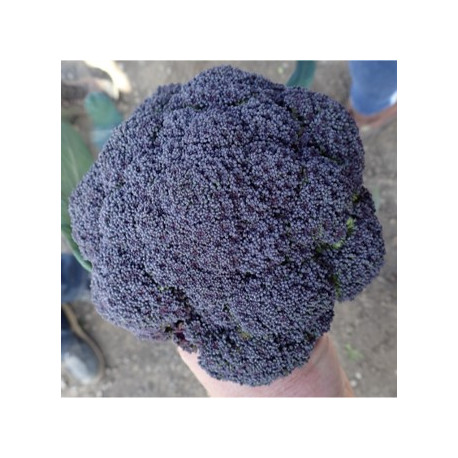 Chou brocoli Purple magic F1