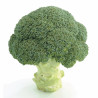 Chou brocoli Aquiles F1