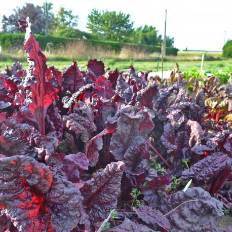 Poirée Rouge sanguine