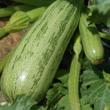 Courgette Quarantaine