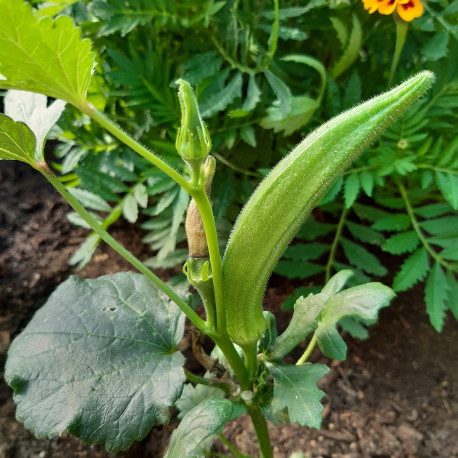 Gombo Clemson Spineless (okra)