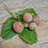 Plant de fraisier Anablanca (godet)