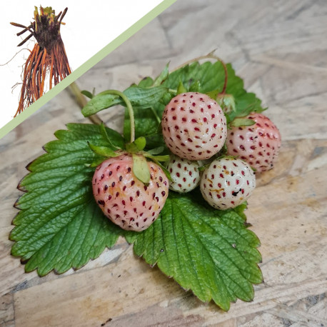 Plant de fraisier Anablanca (racines nues)