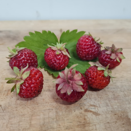 Plant de fraisier Anared (godet)