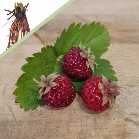 Plant de fraisier Anared (racines nues)