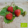 Plant de fraisier Bio Verdi (godet)