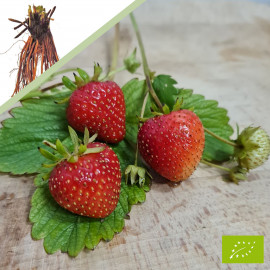 Plant de fraisier Bio Verdi (racines nues)