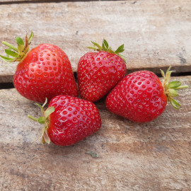 Plant de fraisier Sweet Ann (godet)