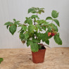 Plant de framboisier Tulameen (pot 2 L)