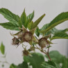 Plant de framboisier Malahat (pot 2 L)