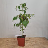 Plant de framboisier Autumn Treasure (pot 2 L)