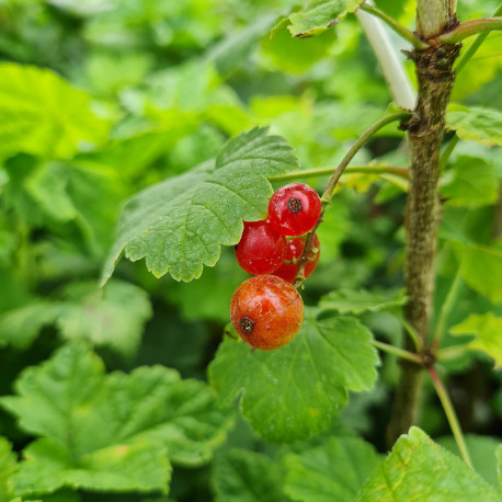 Plant de groseillier Junifer (Pot 2 L)