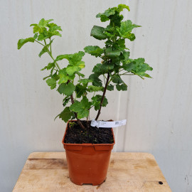 Plant de groseillier Junifer (Pot 2 L)