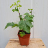 Plant de groseillier Rovada (Pot 2 L)