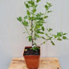 Plant de groseillier Captivator (pot 2 L)