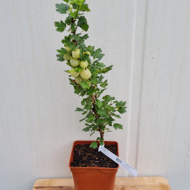 Plant de groseillier Invicta 1 à 2 branches (pot 2 L)