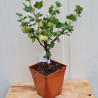 Plant de groseillier Invicta 1 à 2 branches (pot 2 L)