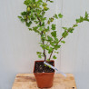 Plant de groseillier Rokula (pot 2 L)