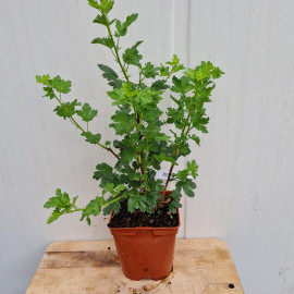 Plant de groseillier Hinnomaki Gul (pot 2 L)