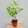 Plant de cassis Andega (Pot 2 L)