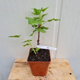 Plant de cassis Ebony (Pot 2 L)
