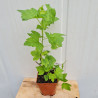 Plant de cassis Titania (Pot 2 L)