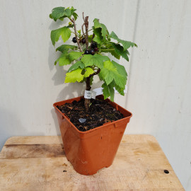 Plant de cassis Ben Connan (Pot 2 L)