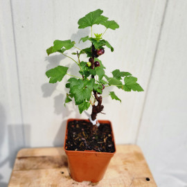 Plant de cassis Tsema (Pot 2 L)