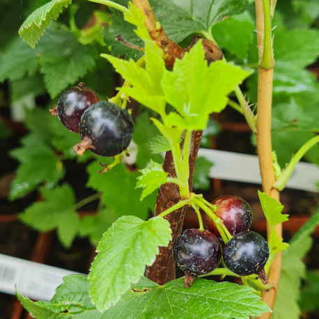 Plant de cassis  Black Down (Pot 2 L)